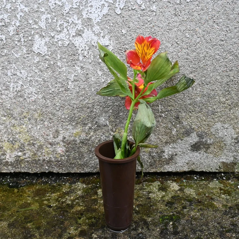 Caminando Flores 9182